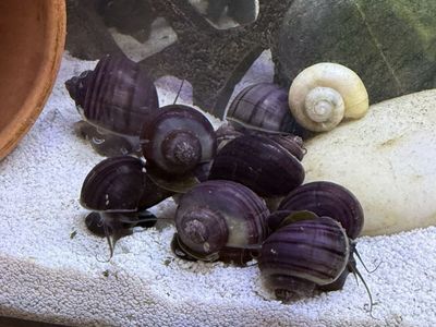 Purple Mystery Snails