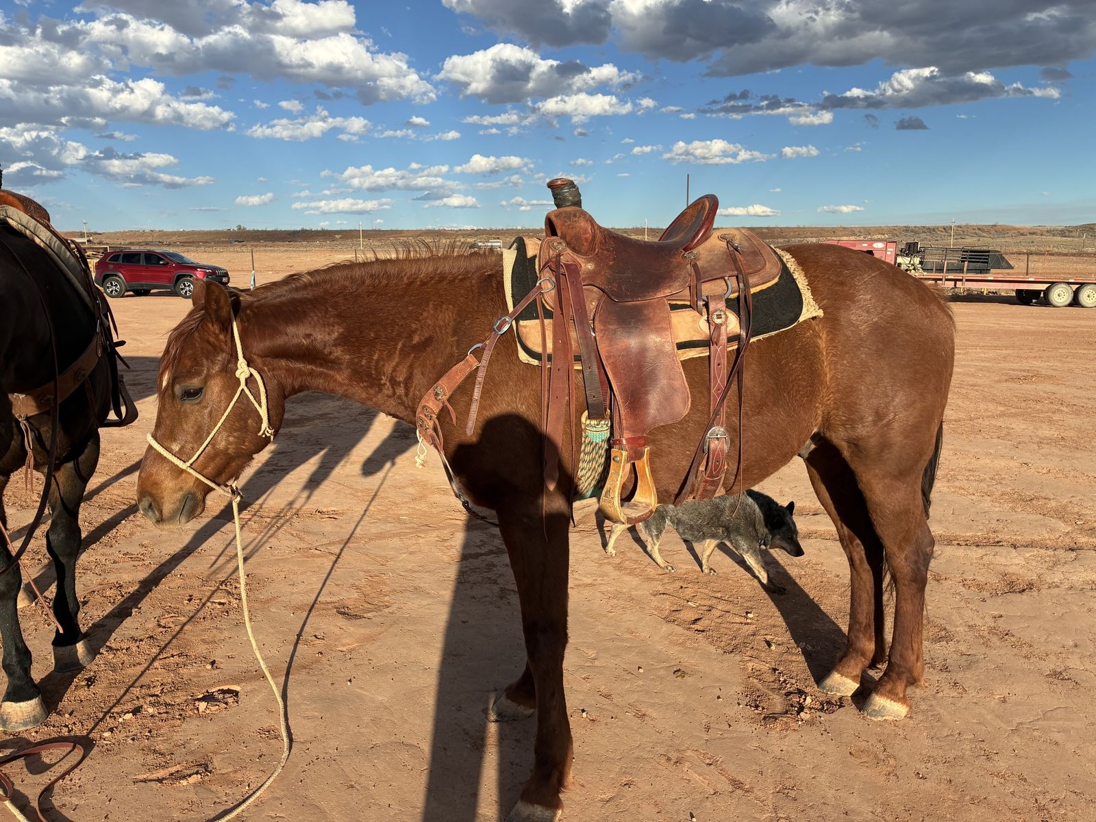 6 year old sorrel gelding