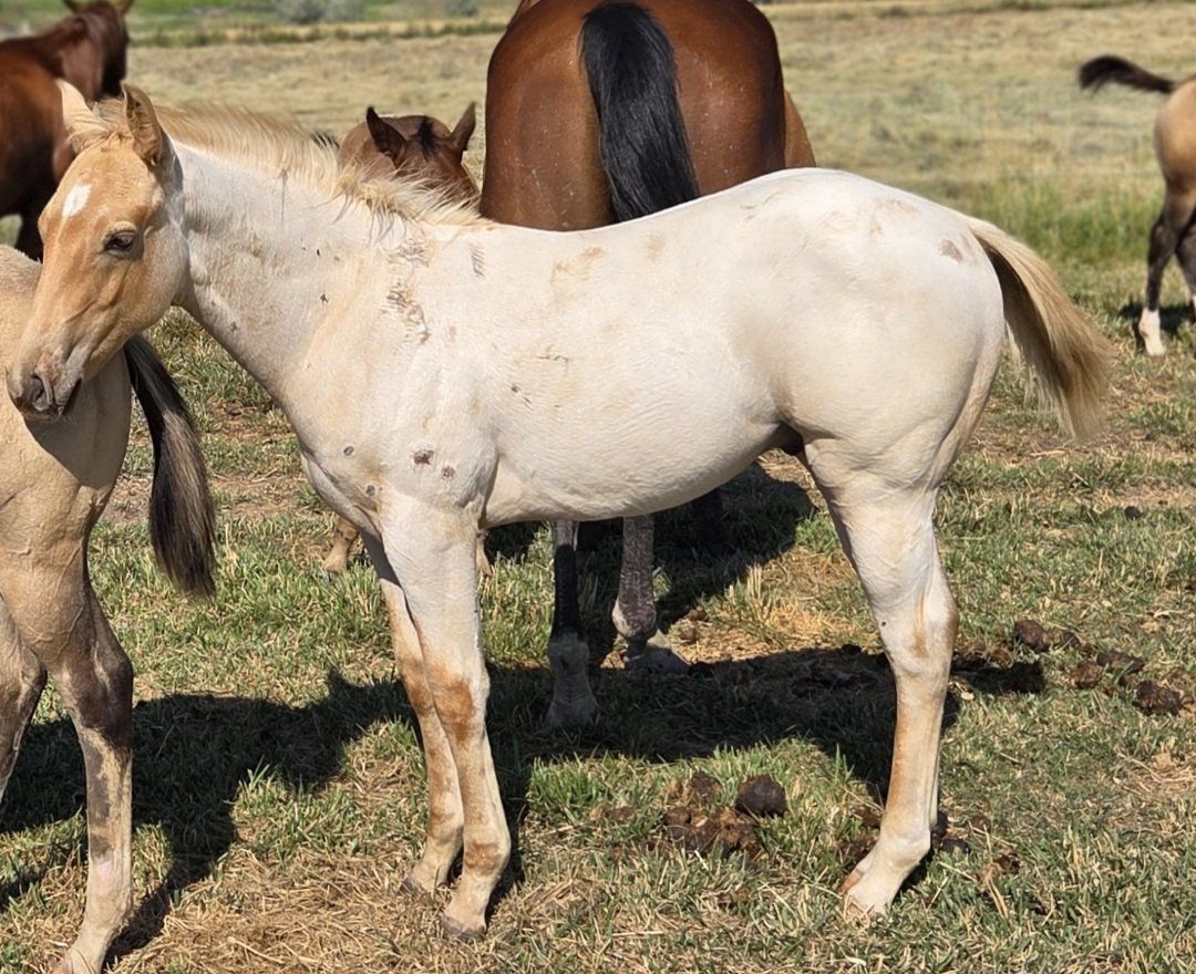 AQHA Palamino Roan Horse Colt
