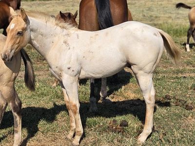 AQHA Palamino Roan Horse Colt