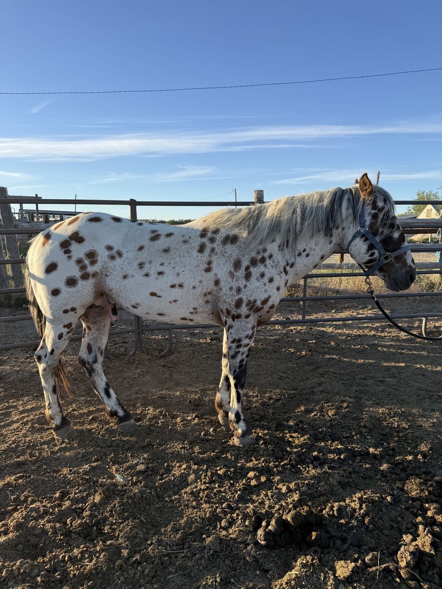 Appaloosa Stud