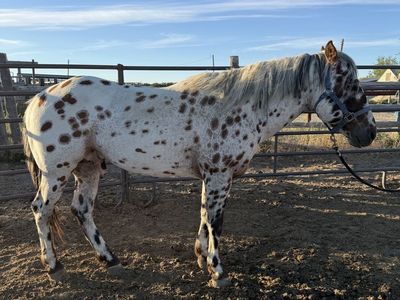 Appaloosa Stud