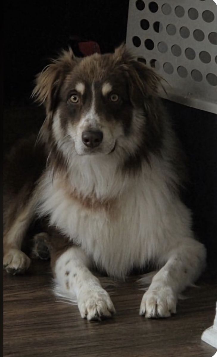 Aussie 