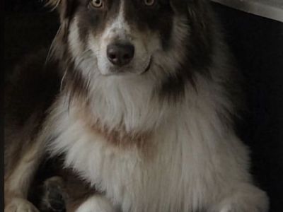 Aussie