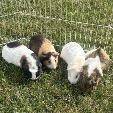 4 female guinea pigs ( MUST go together)