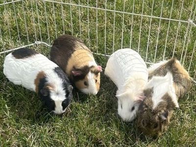 4 female guinea pigs ( MUST go together)