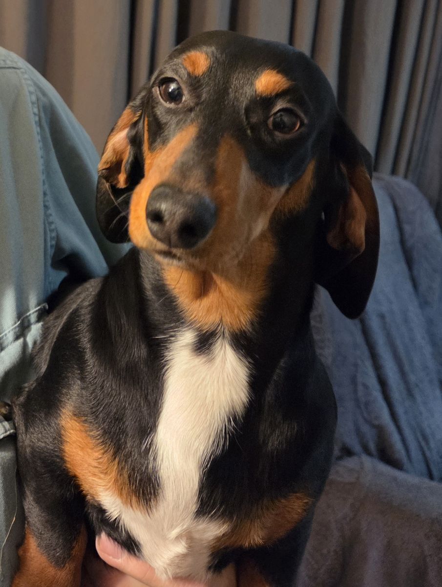 Female Dachshund- Precious