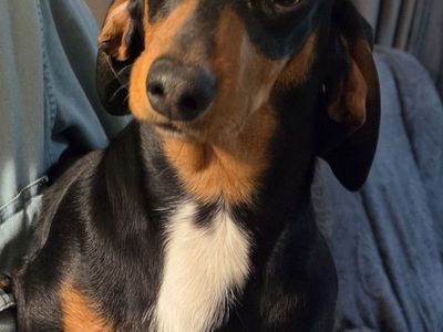 Female Dachshund- Precious