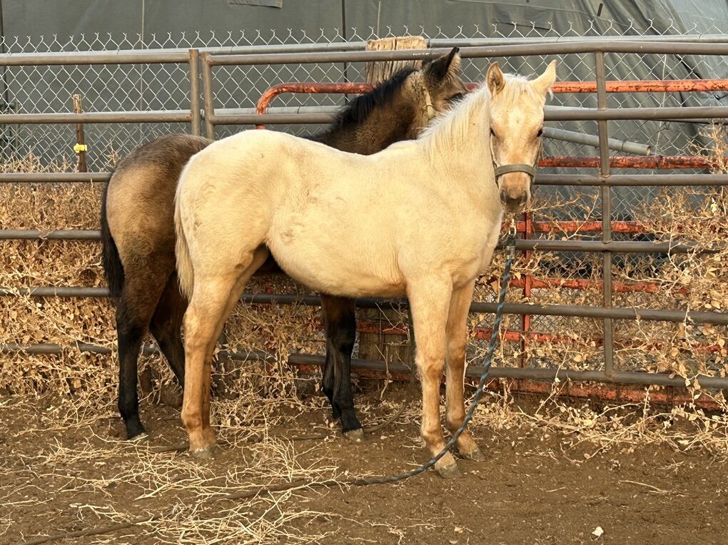 AQHA Yearlings