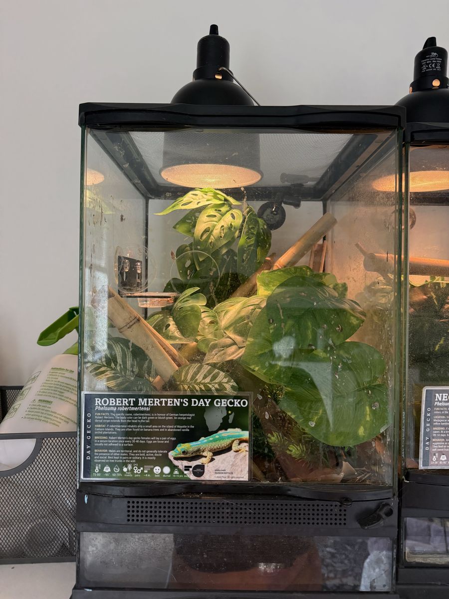 robert mertens day gecko and tank