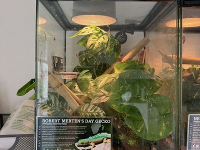 robert mertens day gecko and tank