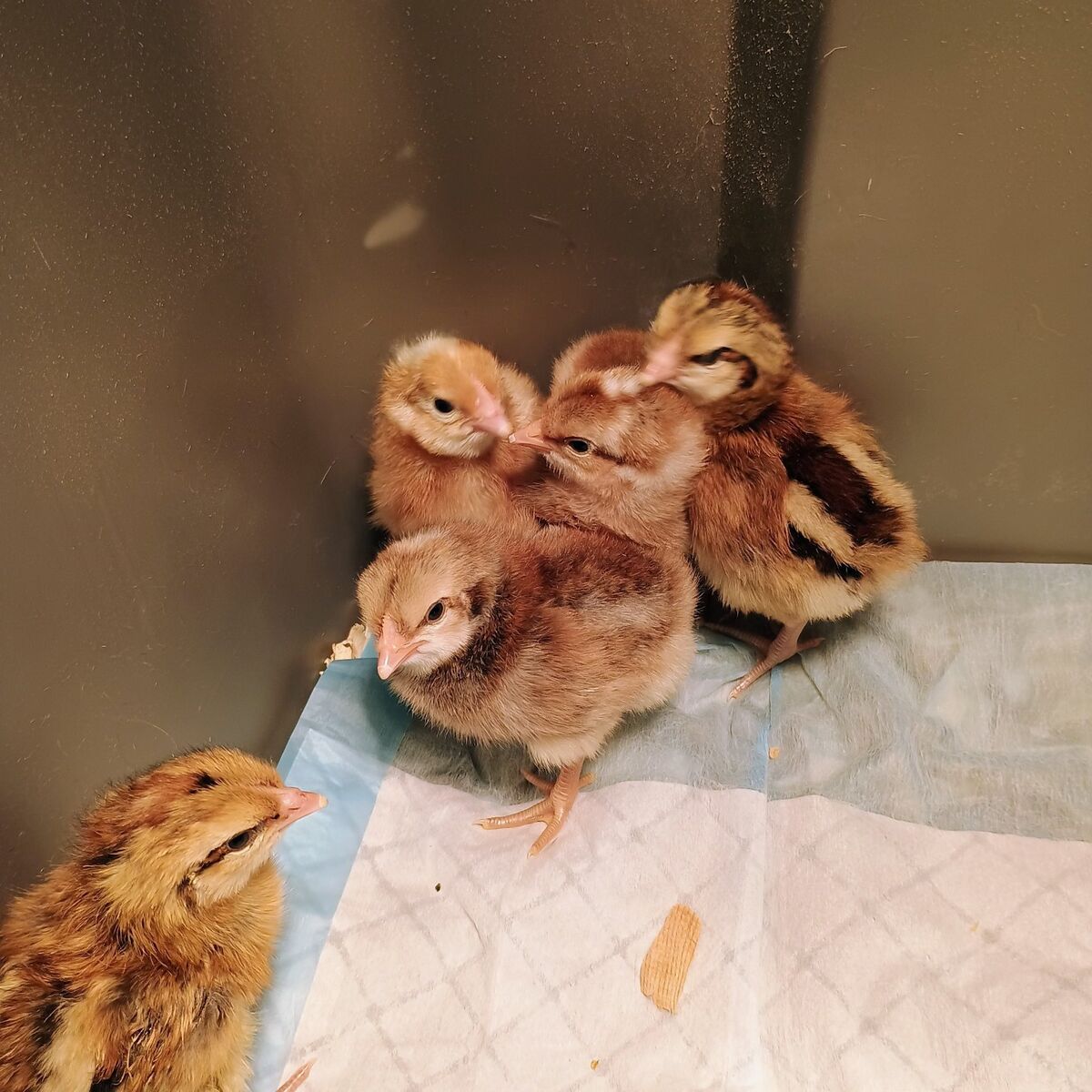 Crele Penedesenca pullet Chicks. 1-6 days old.