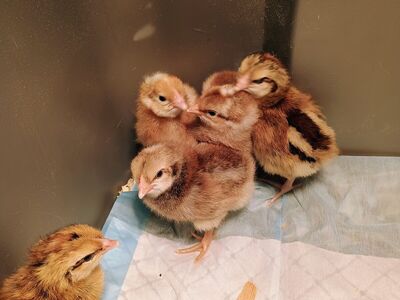 Crele Penedesenca pullet Chicks. 1-6 days old.