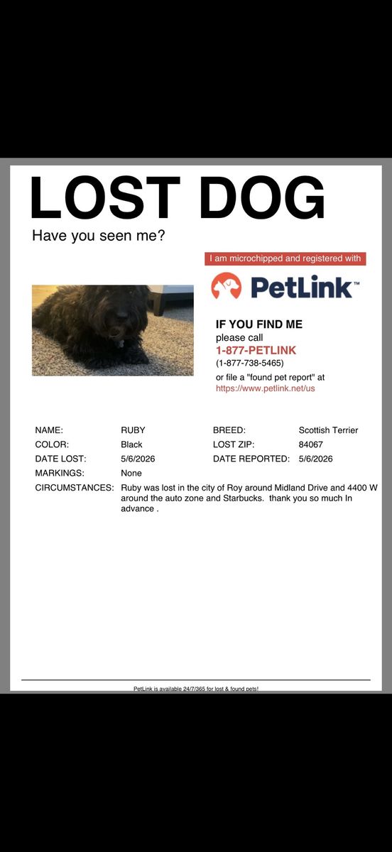 Lost dog