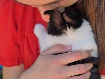 Dutch Bunny Rabbits