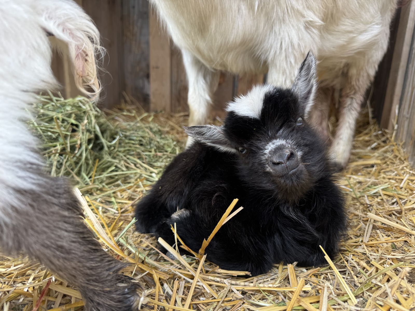 Baby Goat Waitlist!