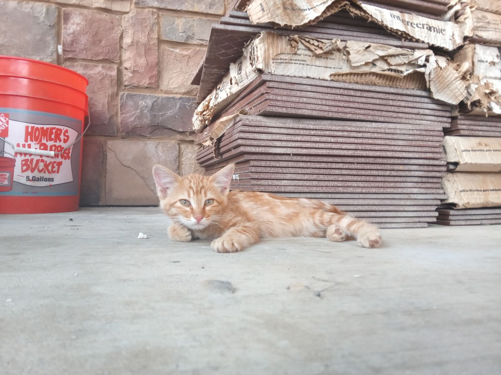 Adorable Kittens - Male & Female of many Colors Available, Ready for New Homes