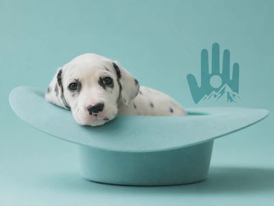 Purebred Dalmatian Puppies