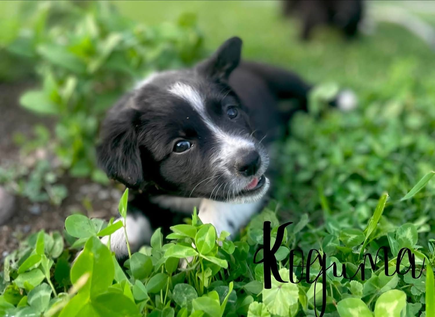 Border Aussie Puppies - Border Collie & Australian Shepherd Mix raised on a therapy farm.  Much training already!