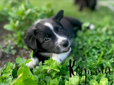 Border Aussie Puppies - Border Collie & Australian Shepherd Mix raised on a therapy farm. Much training already!