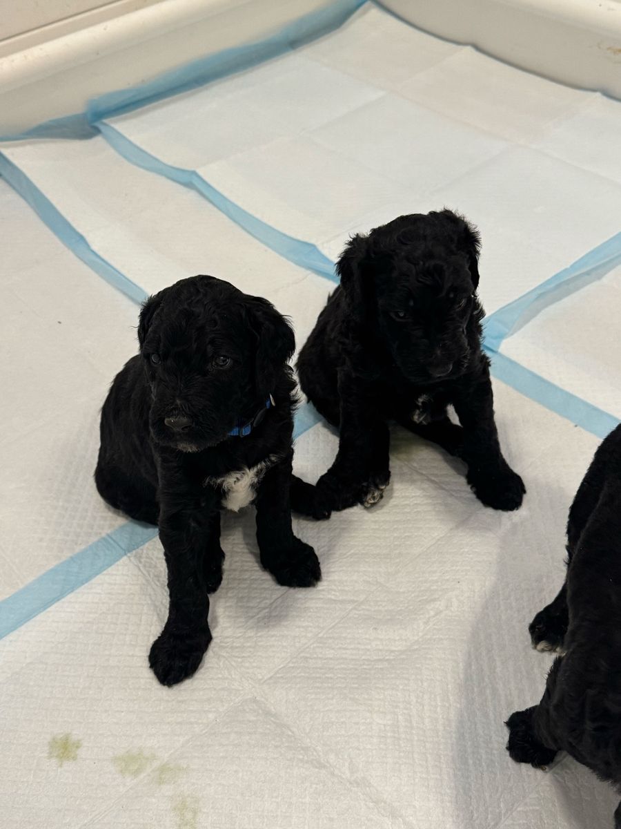 Premium F3 / Multigen Standard Goldendoodles  (3 Males, 1 Female)