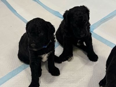 Premium F3 / Multigen Standard Goldendoodles (3 Males, 1 Female)