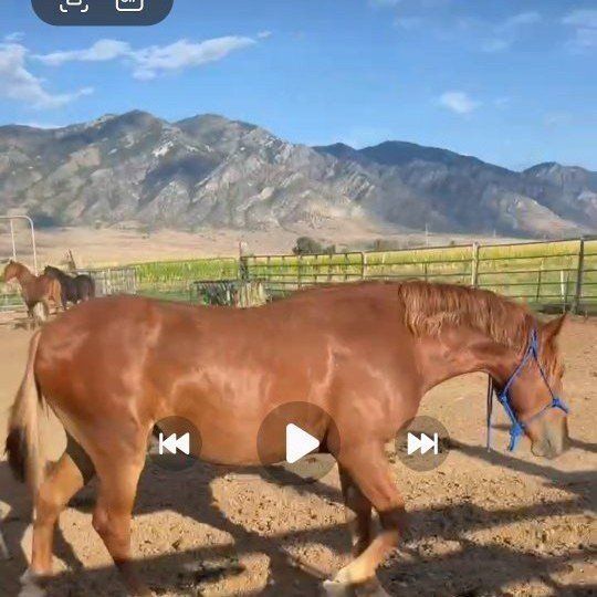 Gelding Colt. 17 months