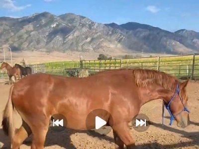 Gelding Colt. 17 months