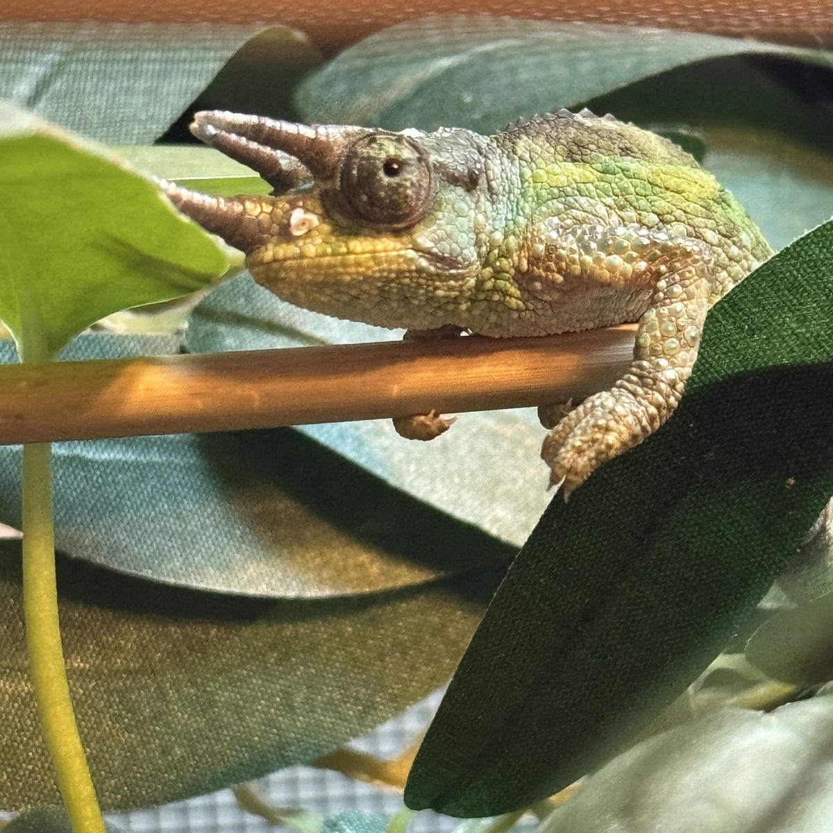 Juvenile Rainbow Jackson's Chameleon