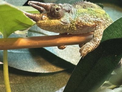 Juvenile Rainbow Jackson's Chameleon