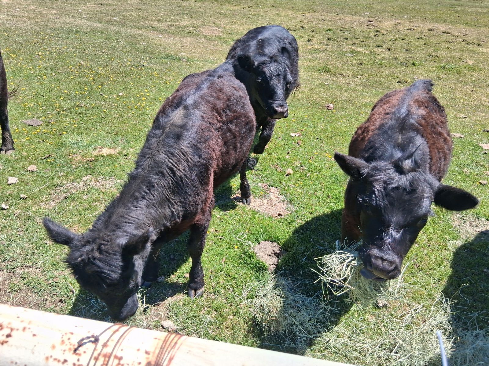 Dexter/Lowline Angus heifers