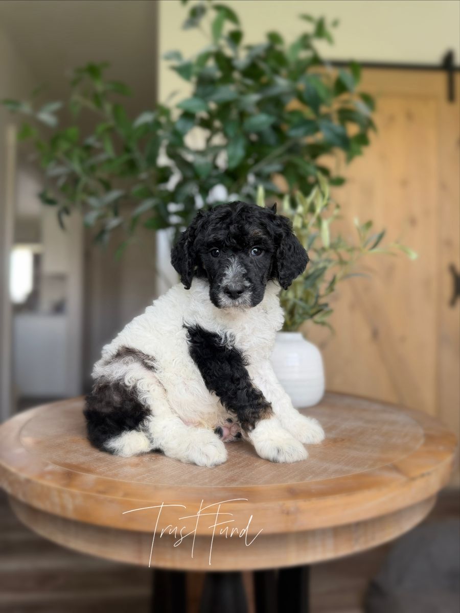 AKC Standard Poodle Puppies