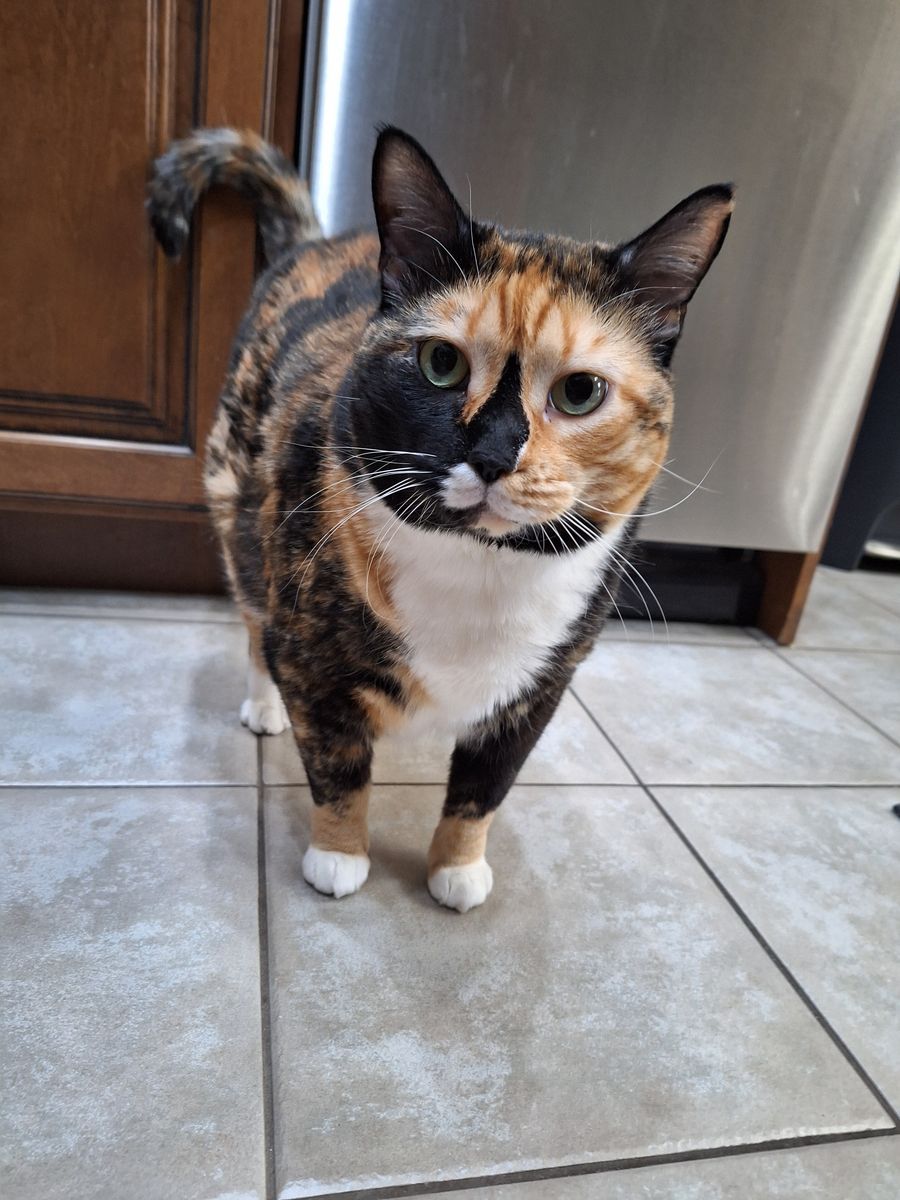 Lovely Cat needs a new home
