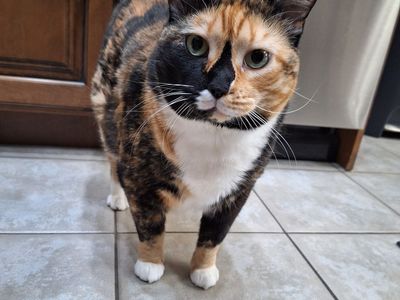 Lovely Cat needs a new home