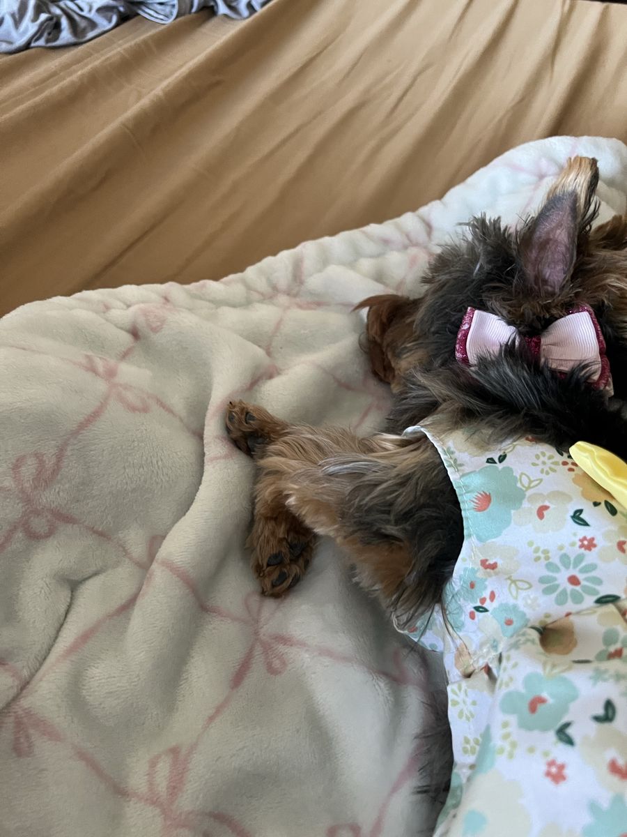 Female AKC Yorkshire Terrier