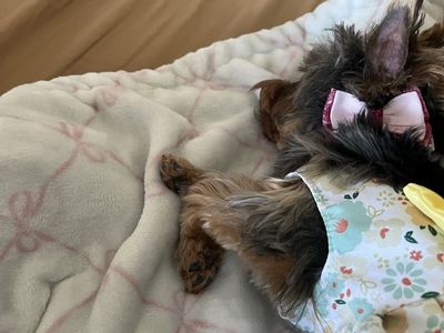 Female AKC Yorkshire Terrier