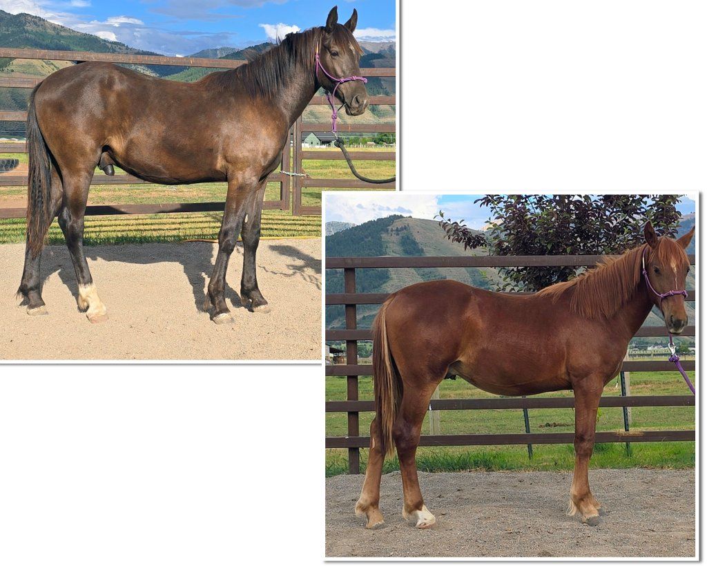 2025 Grade geldings
