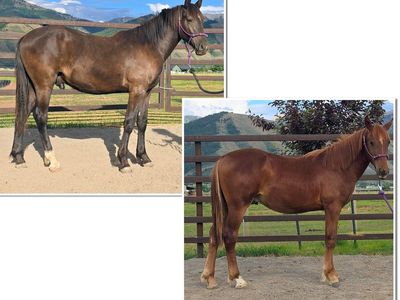 2025 Grade geldings