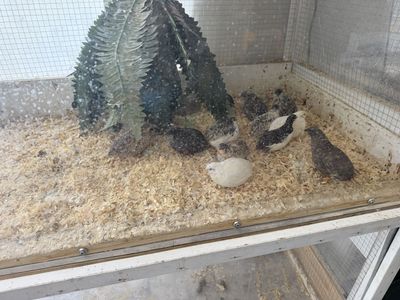 15 breeder button quail covey for sale