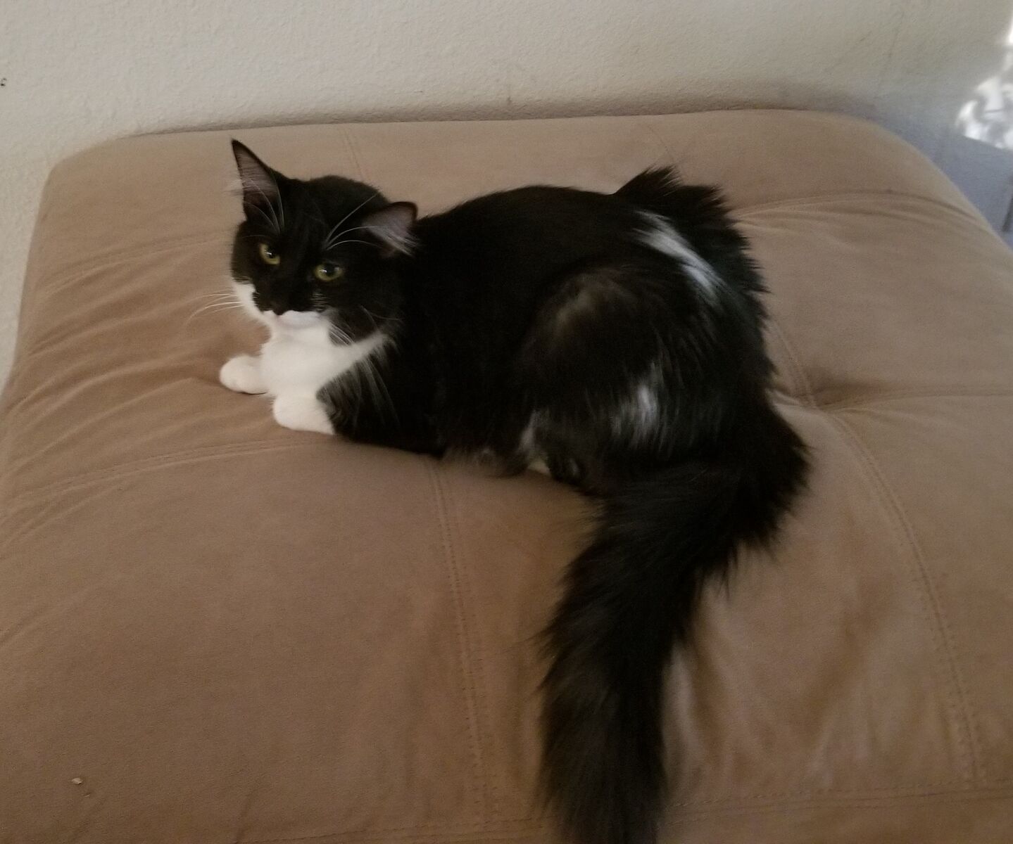 Free female cat, Irie (7 y.o.)