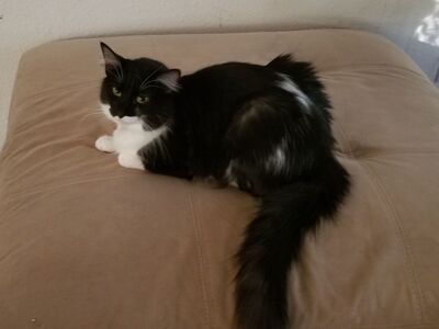 Free female cat, Irie (7 y.o.)