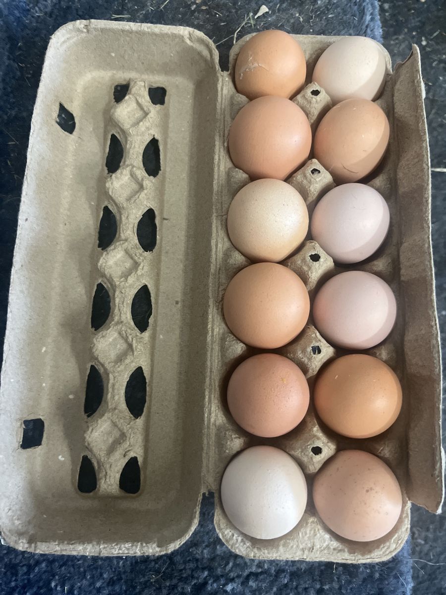 Fresh Farm Eggs - Locally Sourced, Mixed Color Dozen, Pasture-Raised