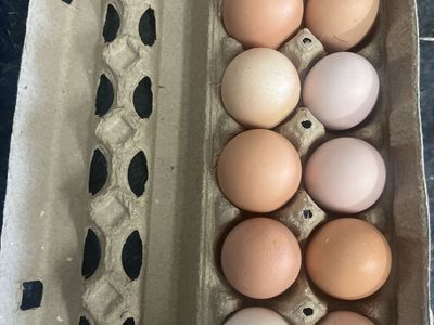 Fresh Farm Eggs - Locally Sourced, Mixed Color Dozen, Pasture-Raised