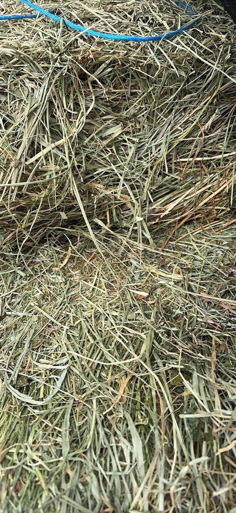 Grass And Grass Alfafa Mix