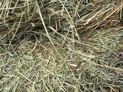 Grass And Grass Alfafa Mix