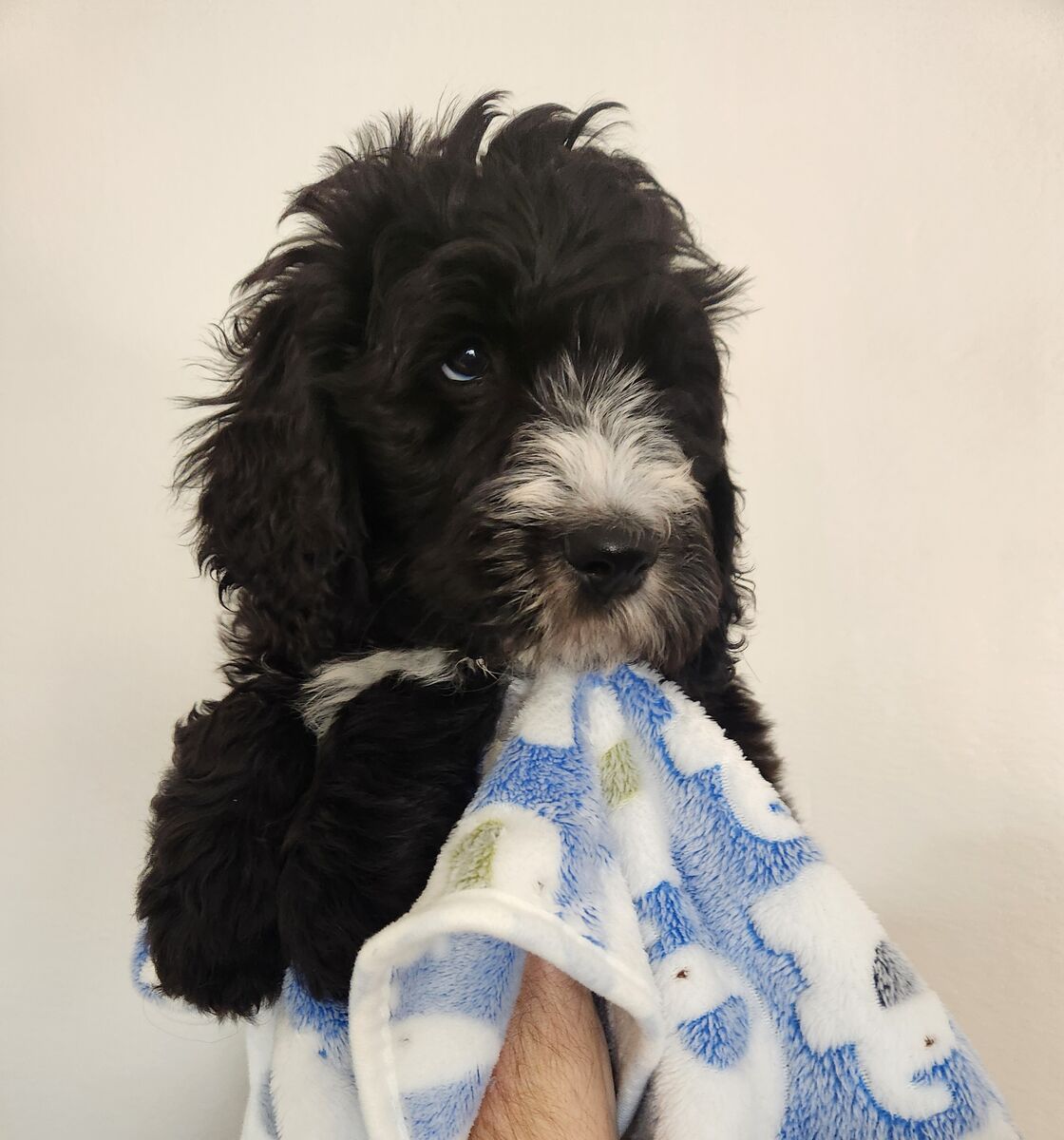 Meet Spook! 9 week old Sheepadoodle ready to go home! Vaccinated, microchipped, dewormed, and comes with puppy starter pack!