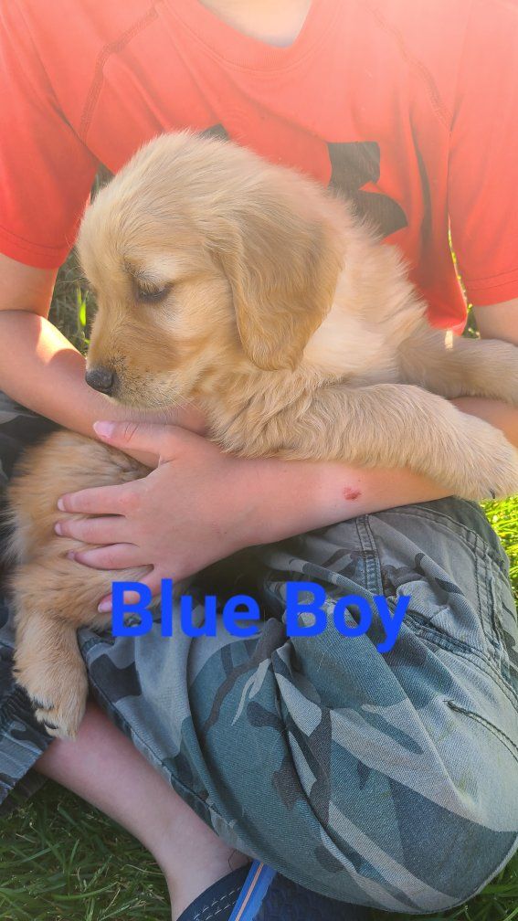 AKC Golden Retriever puppies OBO