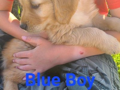 AKC Golden Retriever puppies OBO