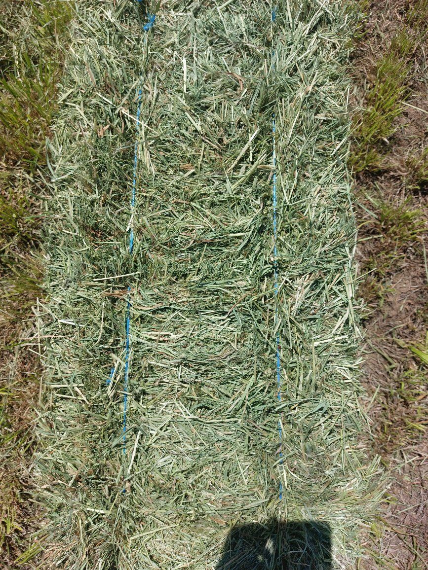 Premium grass hay