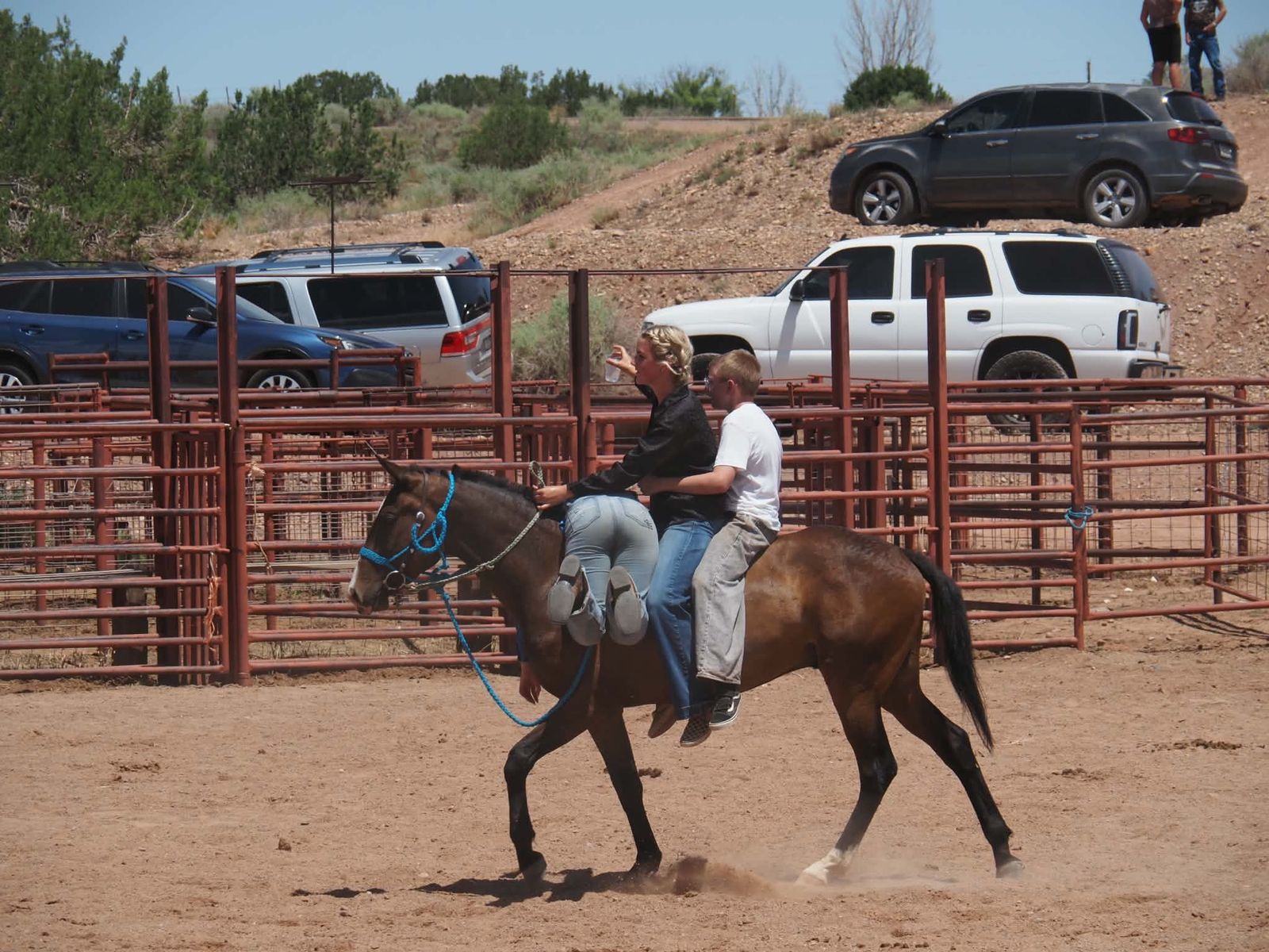 4 year thoroughbred 